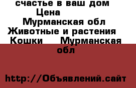 счастье в ваш дом › Цена ­ 4 500 - Мурманская обл. Животные и растения » Кошки   . Мурманская обл.